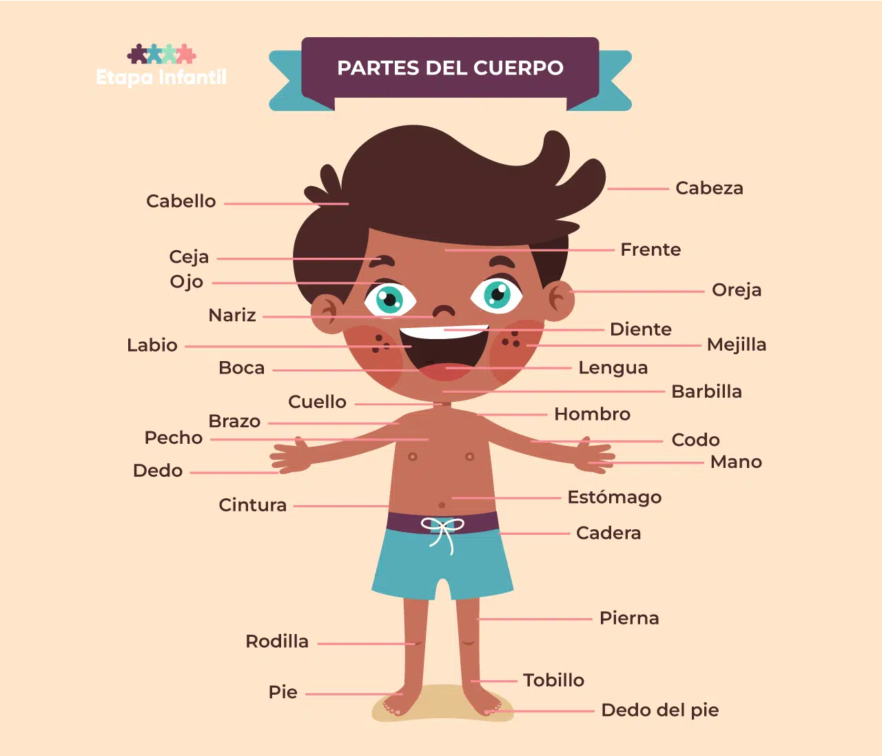 Las partes del cuerpo humano explicadas para los niños - Etapa Infantil Las partes del cuerpo humano explicadas para los niños - Etapa Infantil