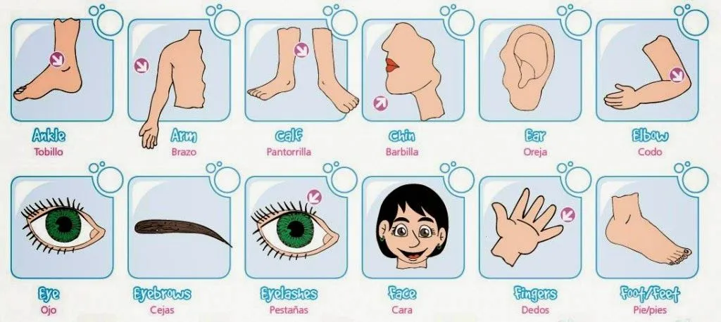 APRENDER en FAMILIA: Las partes del cuerpo humano en español e inglés APRENDER en FAMILIA: Las partes del cuerpo humano en español e inglés