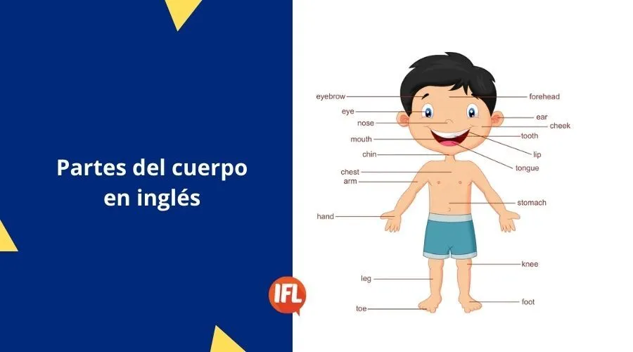 Partes del cuerpo humano en inglés - IFL Idiomas Partes del cuerpo humano en inglés - IFL Idiomas