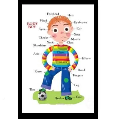 Las partes del cuerpo humano en inglés con imagen - Imagui
