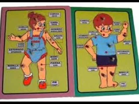 PARTES DEL CUERPO HUMANO EN INGLÉS - YouTube