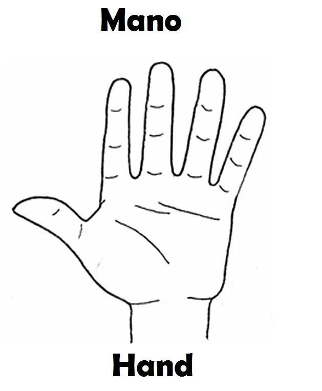 Cuerpo humano en ingles dibujo y sus - Imagui Cuerpo humano en ingles dibujo y sus - Imagui