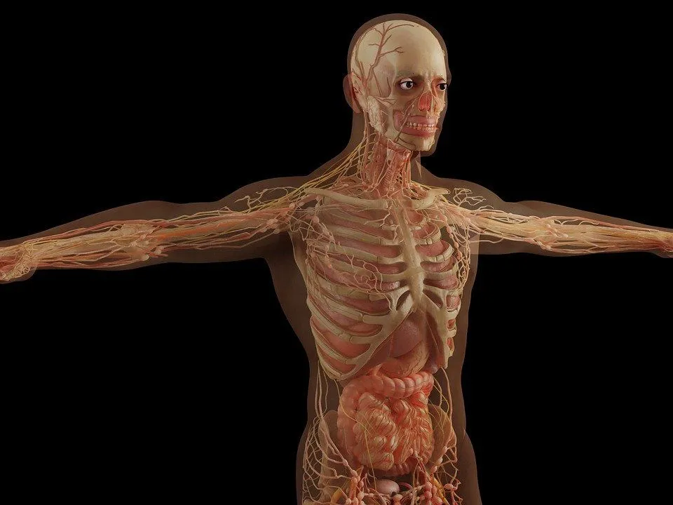 Partes del cuerpo humano - Significados