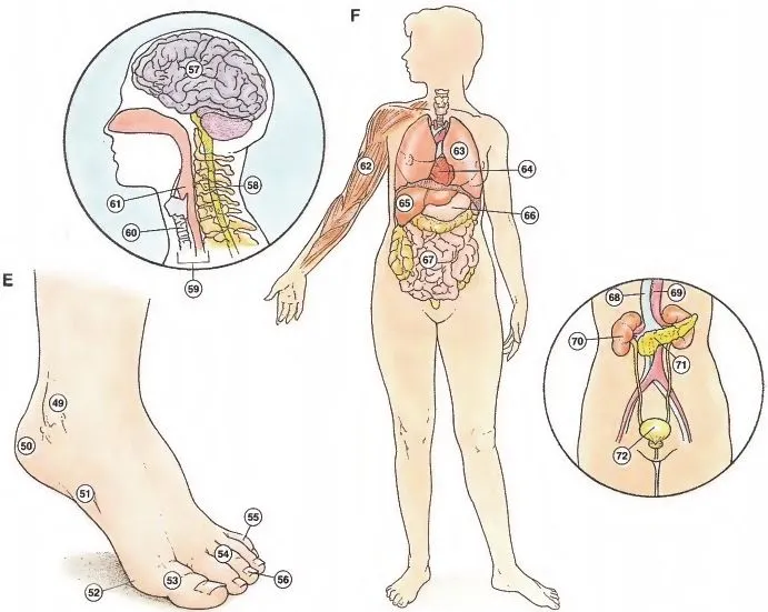 Partes del cuerpo HUMANO vocabulario en INGLES - VOCABULARY HUMAN BODY