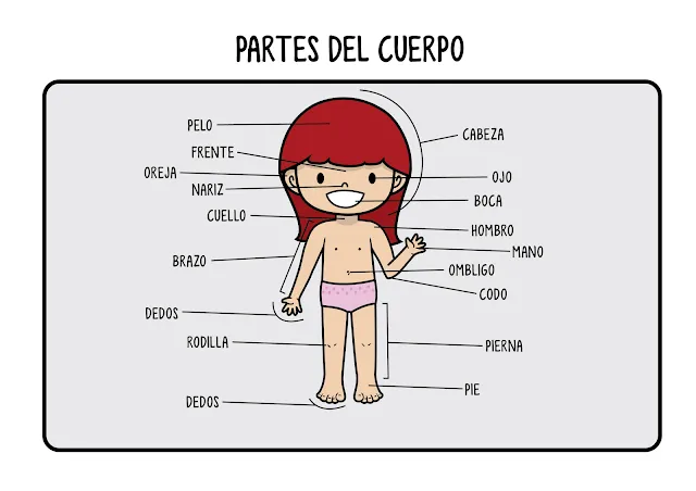 Partes del cuerpo en infantil - Imagui