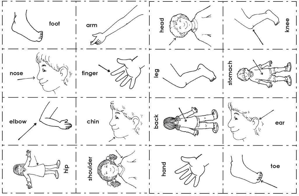 Partes del cuerpo en ingles para colorear | EducAnimando
