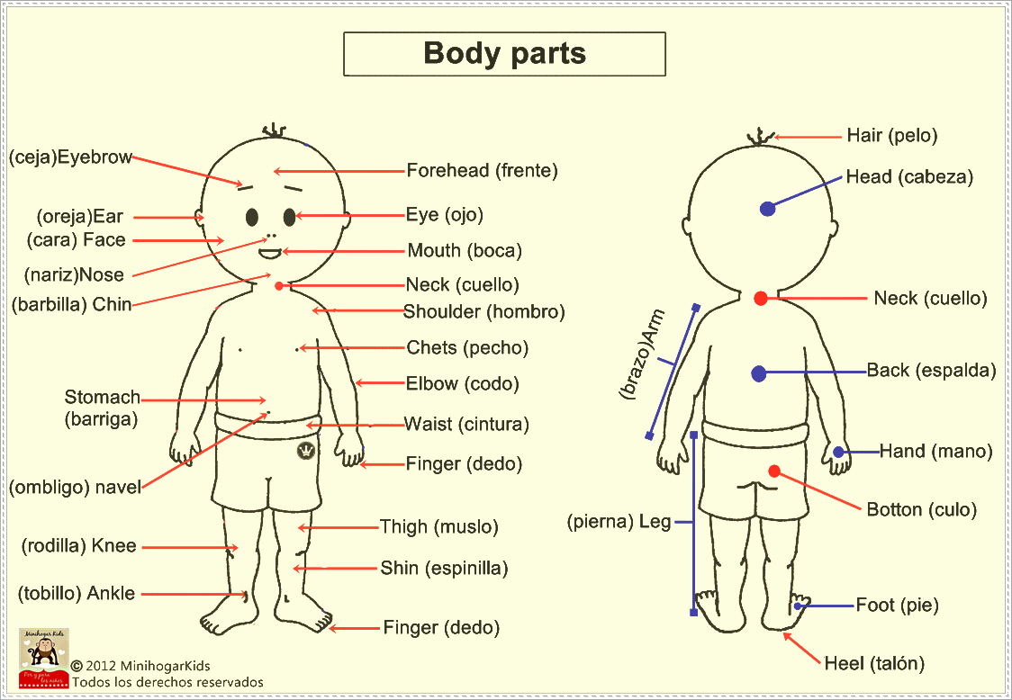 Partes del cuerpo en ingles para colorear | EducAnimando