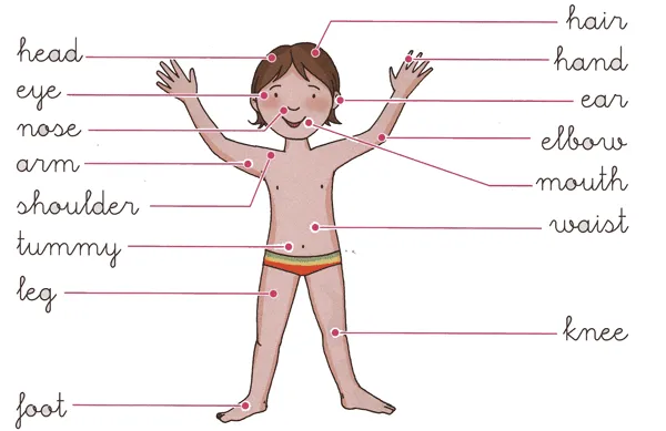 Partes del cuerpo en ingles para imprimir-Imagenes y dibujos para ...