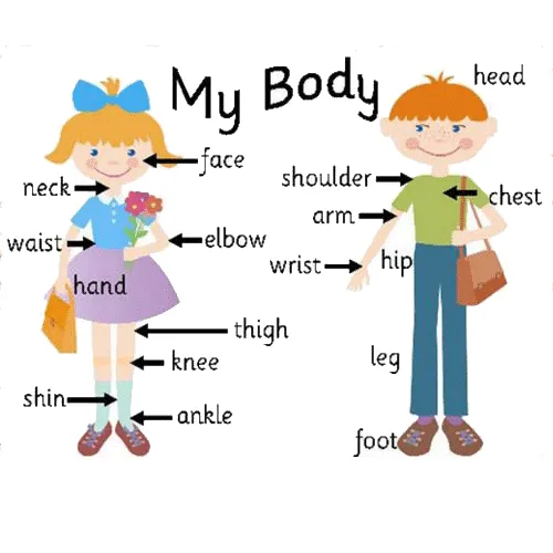 Partes del cuerpo en ingles para imprimir-Imagenes y dibujos para ... Partes del cuerpo en ingles para imprimir-Imagenes y dibujos para ...