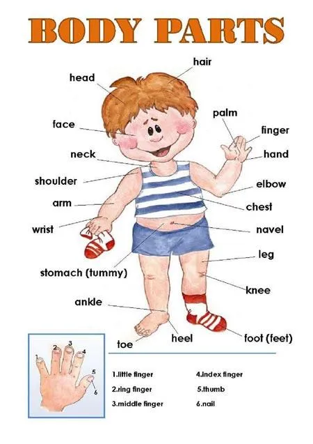 Dibujo de las partes del cuerpo humano en inglés y español - Imagui