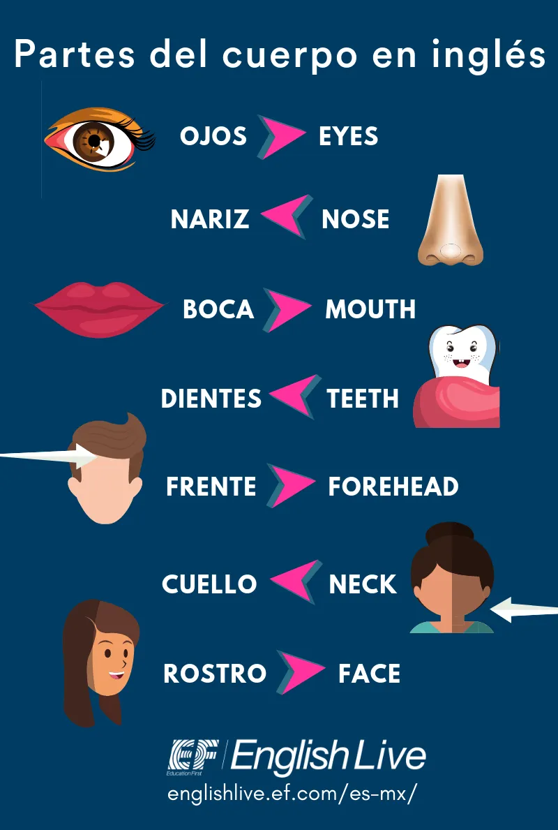 Partes del cuerpo en inglés ¡Todo lo que necesitas saber! | English Live Blog Partes del cuerpo en inglés ¡Todo lo que necesitas saber! | English Live Blog