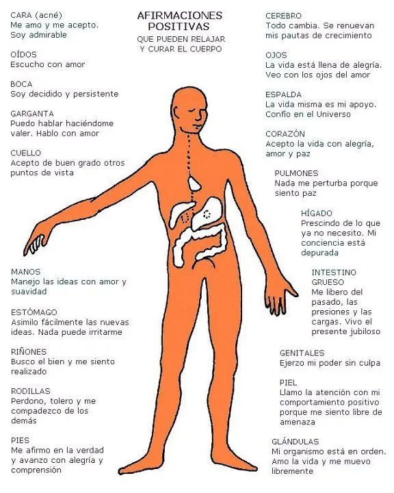 cuales son las partes internas del cuerpo? - Imagui