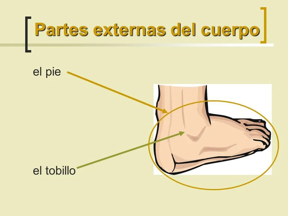 Las partes del cuerpo. - ppt descargar