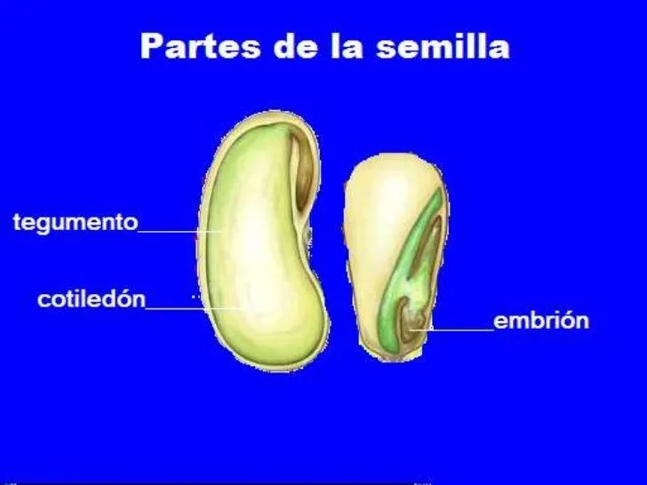 partes-de-la-semilla-5-728.jpg ...