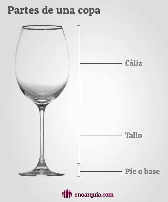partes-de-una-copa.jpg