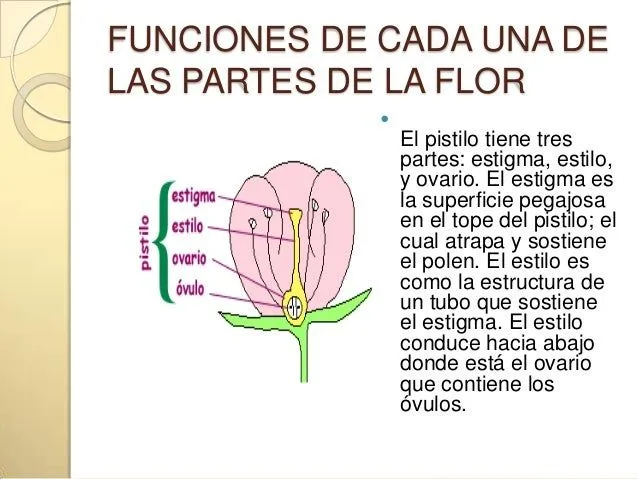 partes-de-una-flor-7-638.jpg? ...