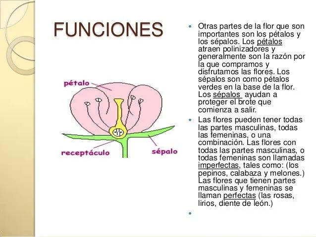 partes-de-una-flor-8-638.jpg? ...