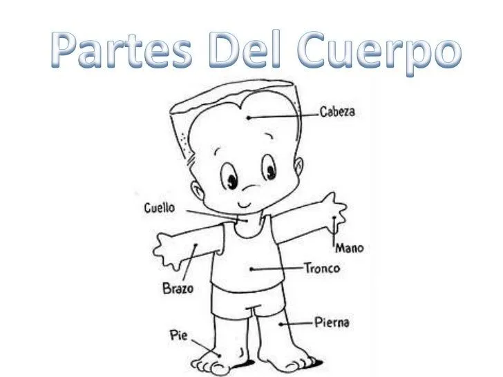 partes-del-cuerpo-humano-2-728 ...