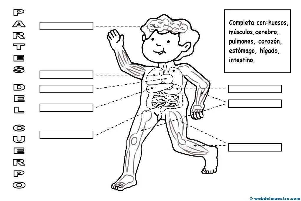 El cuerpo humano para niños (II) - Web del maestro El cuerpo humano para niños (II) - Web del maestro
