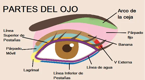 partes-del-ojo.png