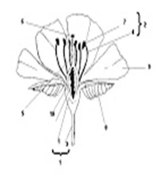 Partes dela flor para colorear - Imagui