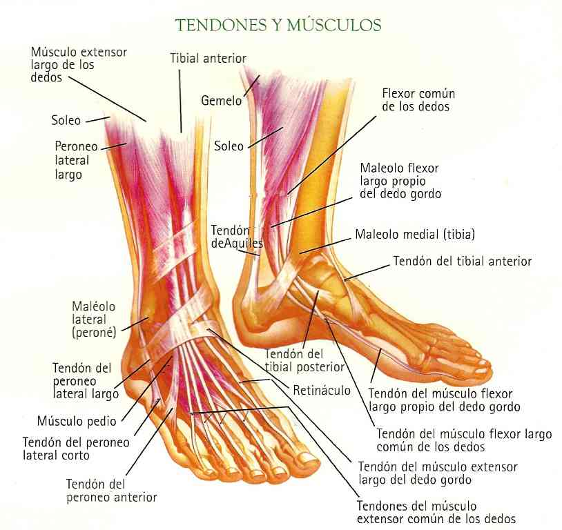 Partes externas del cuerpo humano