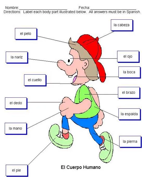 Partes externas del cuerpo humano cabeza tronco y extremidades ... Partes externas del cuerpo humano cabeza tronco y extremidades ...