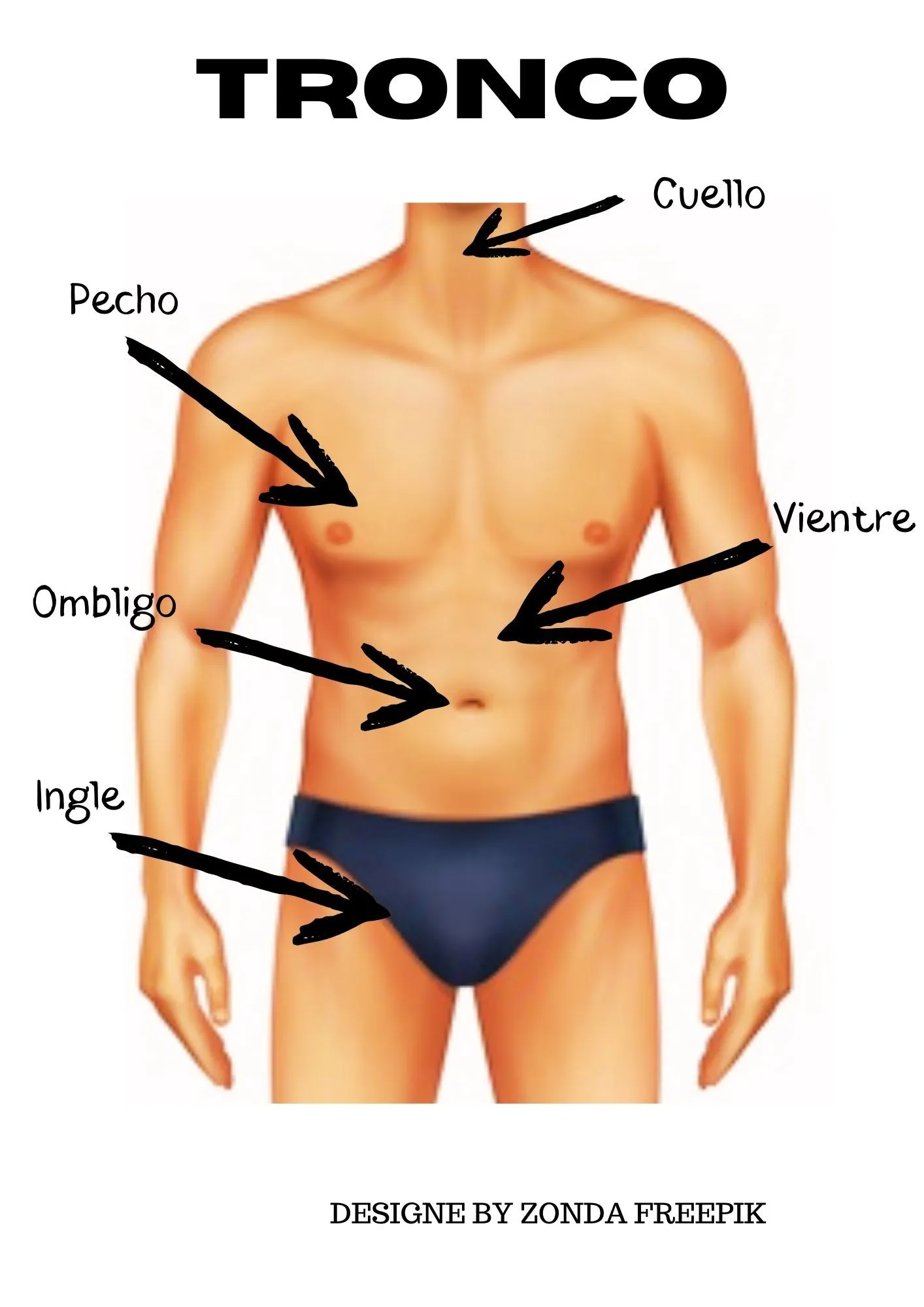 Partes externas del tronco | Nuestro cuerpo Partes externas del tronco | Nuestro cuerpo