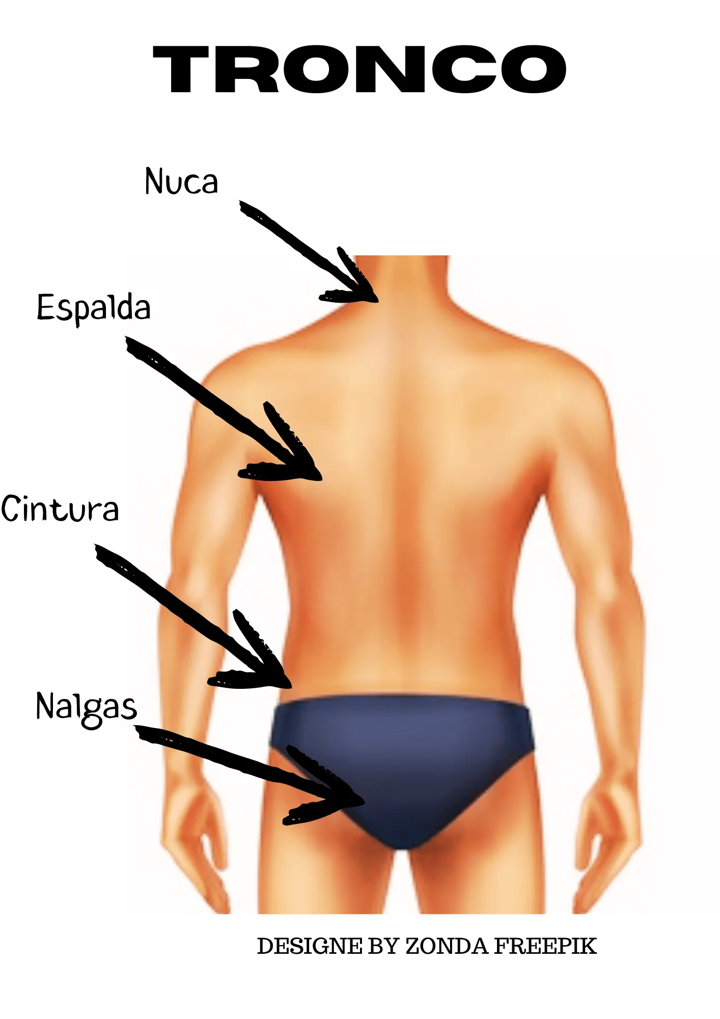 Partes externas del tronco | Nuestro cuerpo Partes externas del tronco | Nuestro cuerpo