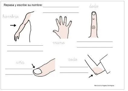 Partes finas del cuerpo humano para colorear - Imagui Partes finas del cuerpo humano para colorear - Imagui