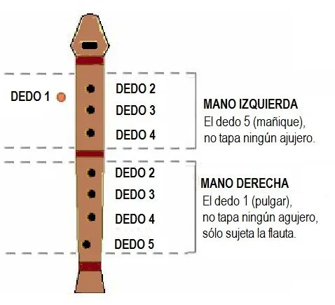 Partes de una flauta dulce - Imagui