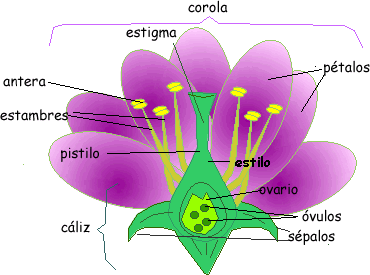 LAS PARTES DE LA FLOR