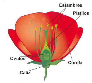 PARTES DE UNA FLOR
