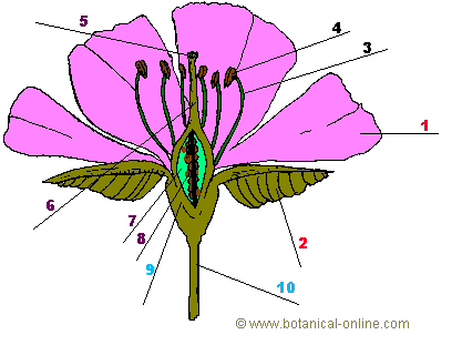 Actividades sobre las partes de la flor