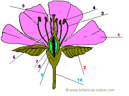 florestructura.gif