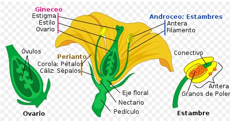 PARTES DE UNA FLOR | El Blog de Tercer Ciclo