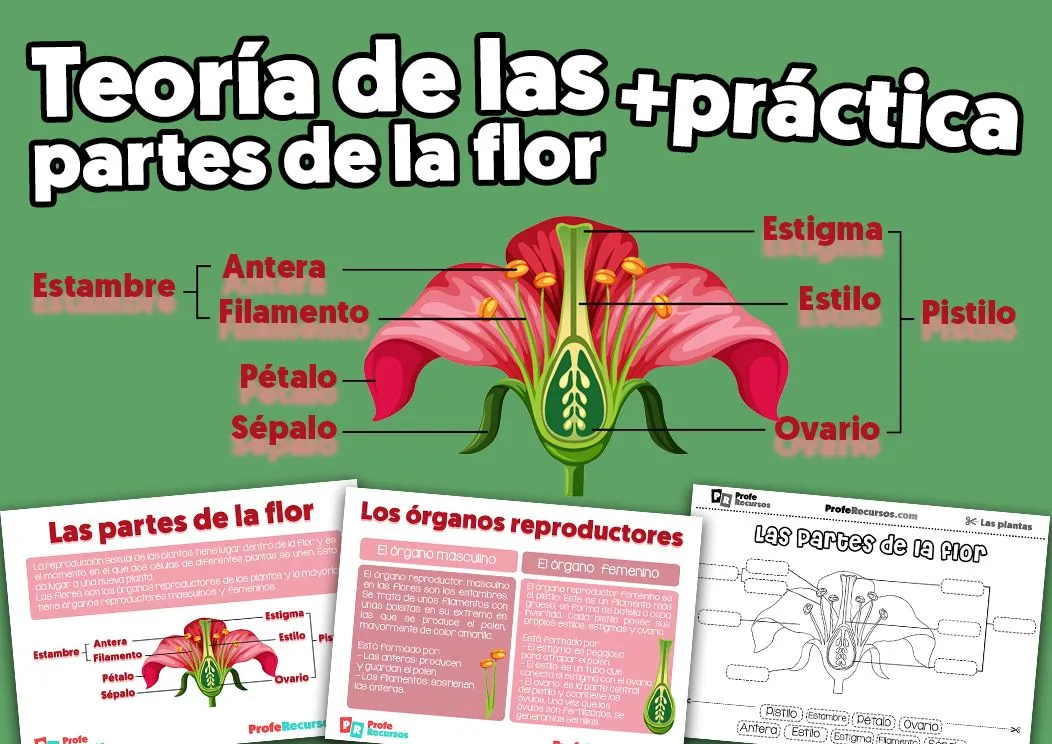Partes de la Flor | Ciencias Naturales | Educación Primaria Partes de la Flor | Ciencias Naturales | Educación Primaria