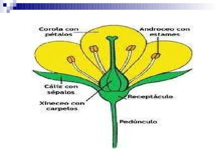 Partes de una flor completa - Imagui