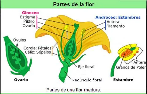 Ciencias Naturales 1: Ampliación tema 4-Organos de las plantas