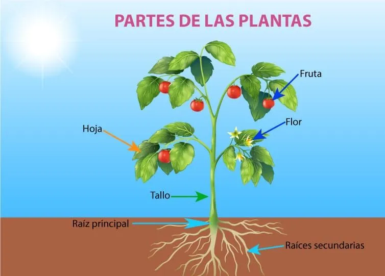 ▷ Partes de una flor◁ Elementos que la forman y sus funciones ▷ Partes de una flor◁ Elementos que la forman y sus funciones