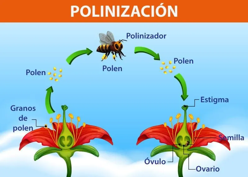 ▷ Partes de una flor◁ Elementos que la forman y sus funciones ▷ Partes de una flor◁ Elementos que la forman y sus funciones