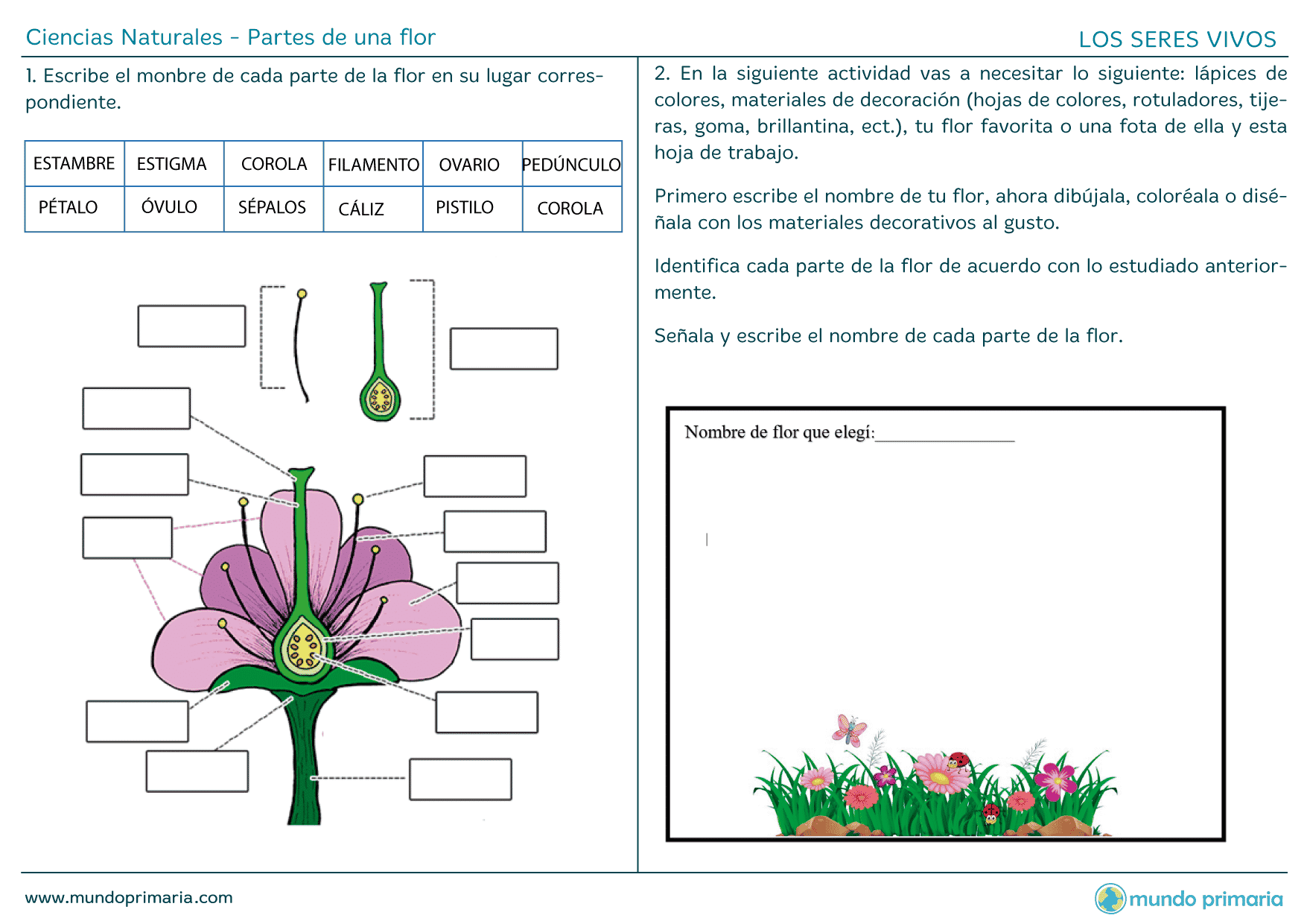 ▷ Partes de una flor◁ Elementos que la forman y sus funciones ▷ Partes de una flor◁ Elementos que la forman y sus funciones