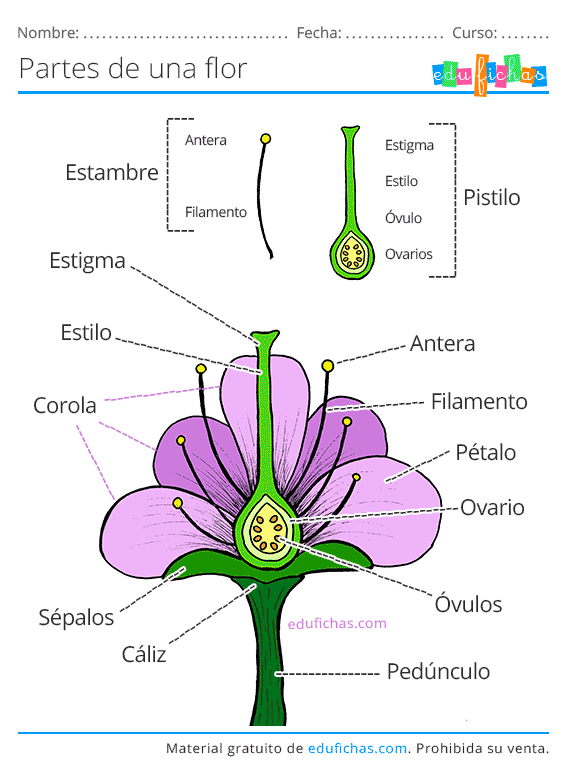 Partes de Una Flor. Ficha con los Nombres y Ejercicios. PDF GRATIS. Partes de Una Flor. Ficha con los Nombres y Ejercicios. PDF GRATIS.