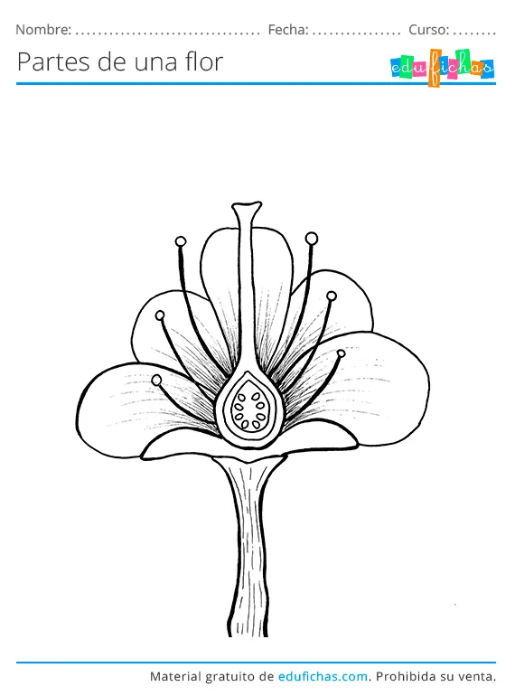 Partes de Una Flor. Ficha con los Nombres y Ejercicios. PDF GRATIS. Partes de Una Flor. Ficha con los Nombres y Ejercicios. PDF GRATIS.