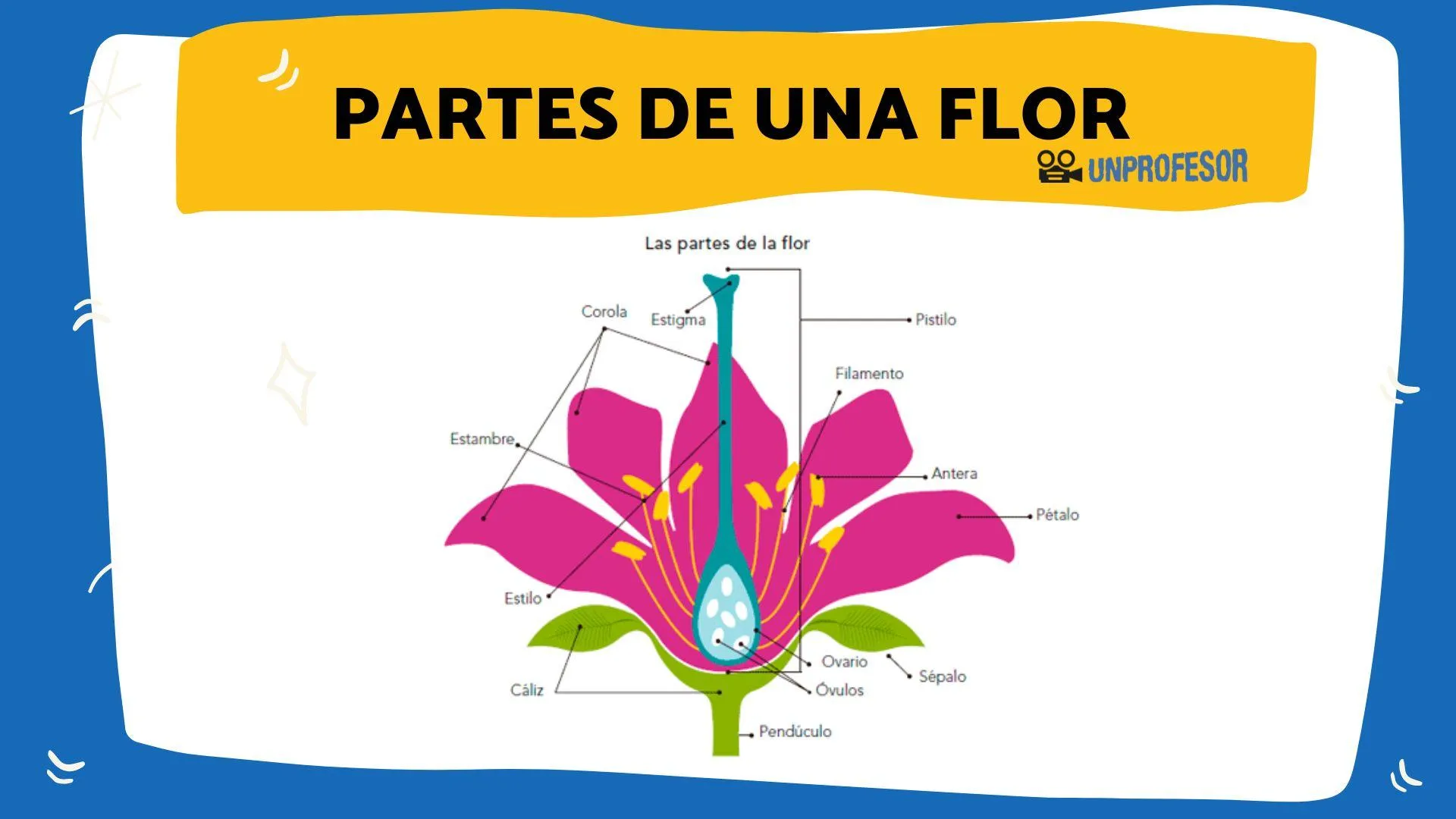 Las PARTES de una FLOR y sus FUNCIONES - ¡resumen + IMÁGENES! Las PARTES de una FLOR y sus FUNCIONES - ¡resumen + IMÁGENES!