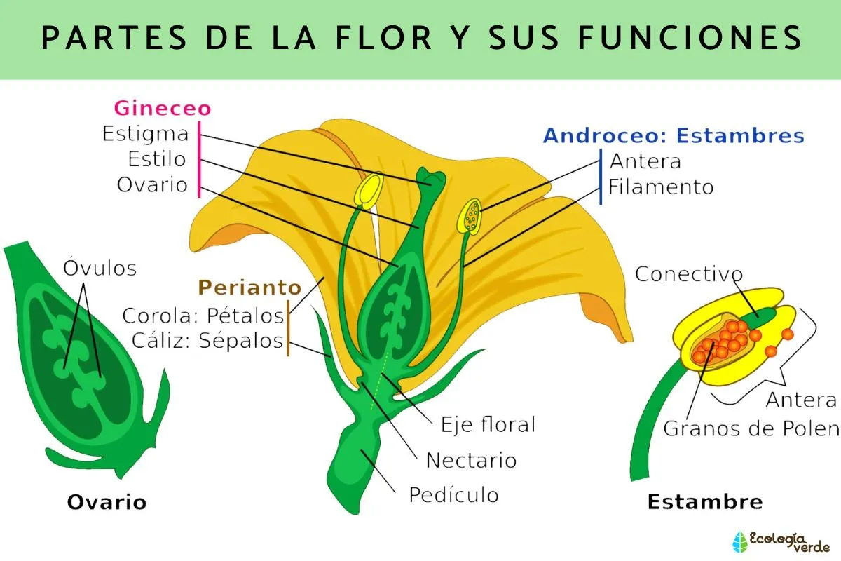 Partes de la flor y sus funciones - Resumen y esquemas Partes de la flor y sus funciones - Resumen y esquemas