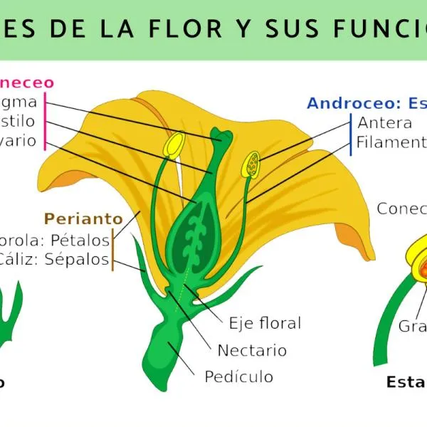 Partes de la flor y sus funciones - Resumen y esquemas Partes de la flor y sus funciones - Resumen y esquemas