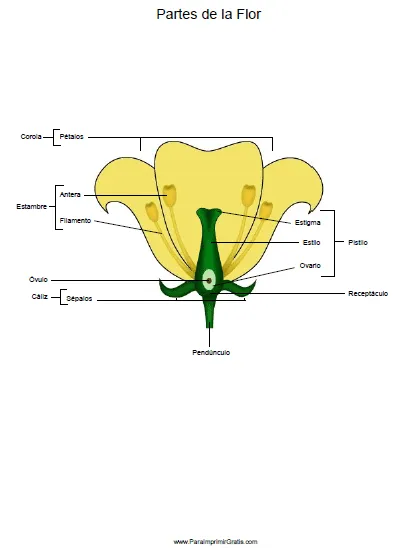 Partes de la flor para niños - Imagui