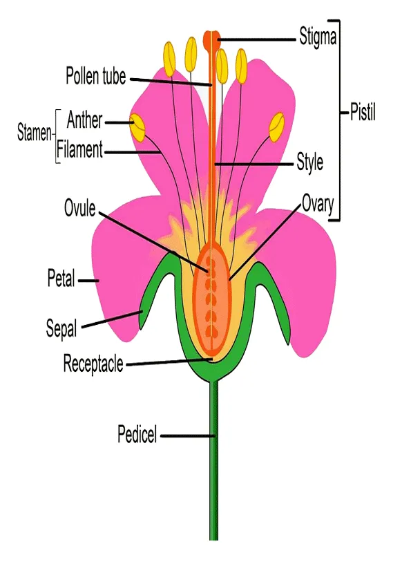 Partes de la flor en ingles para imprimir-Imagenes y dibujos para ... Partes de la flor en ingles para imprimir-Imagenes y dibujos para ...
