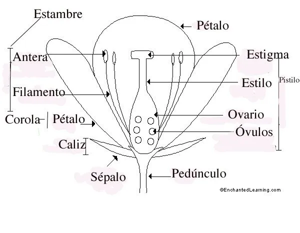 Alas para el pensamiento: Juegos interactivos: partes de la flor Alas para el pensamiento: Juegos interactivos: partes de la flor